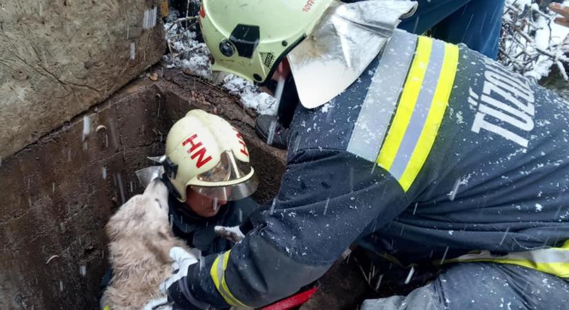 Kutyát mentettek a tűzoltók Hajdúböszörményben