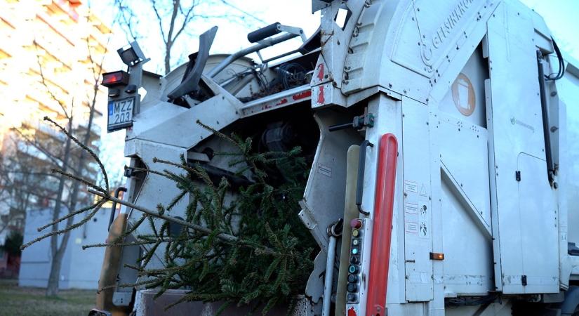 Utolsó útjukra kísértük a kidobott, budapesti karácsonyfákat, különös dolog történik velük - videó