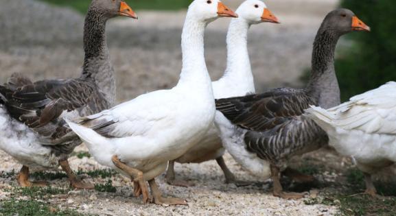 Durva méreteket öltött a madárinfluenza Hajdú-Biharban