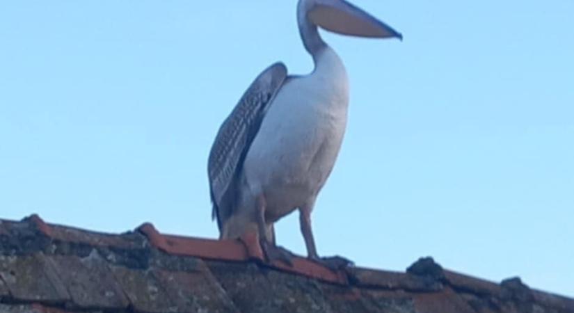 Na, mit fotóztak egy apátfalvi háztetőn? Ilyen vendég talán még sosem járt a vármegyében!