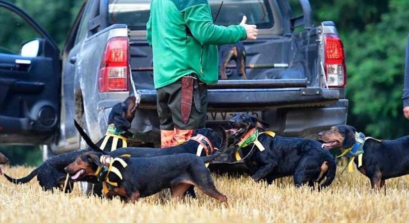 Láthatósági nyakörvnek köszönheti az életét