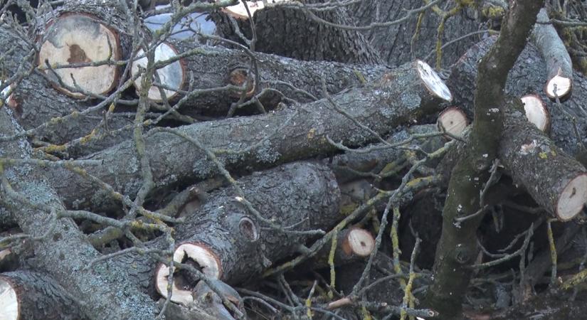 Az elöregedett vagy balesetveszélyes növényzet vágását, felújítását végzik a szakemberek