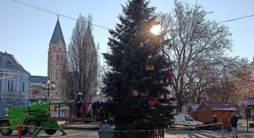 A karácsonyfából ismét fenyő lett