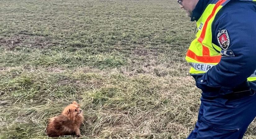 Kiskutyát mentettek a kóbor vadaktól a pécsváradi rendőrök