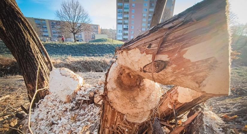 Ismét hódok munkálkodnak Vasban - Szombathelyen és Körmenden is feltűntek - fotók