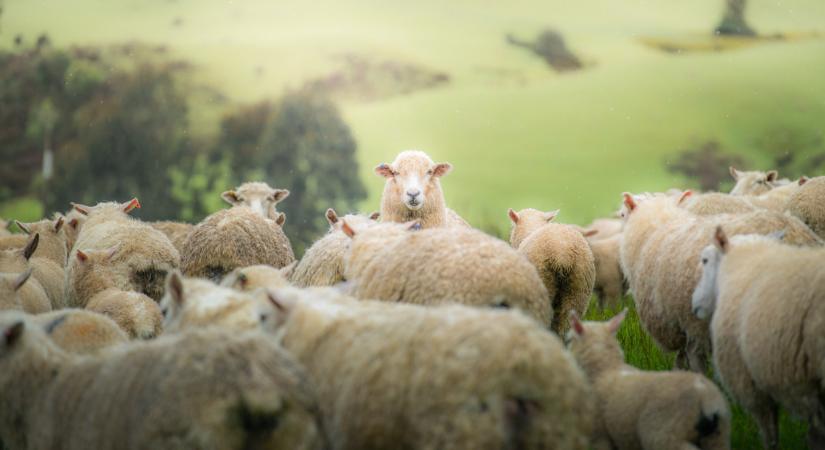 Ez az állat óriási biznisz külföldön: aranyat ér, itthon mégis fogy az állomány