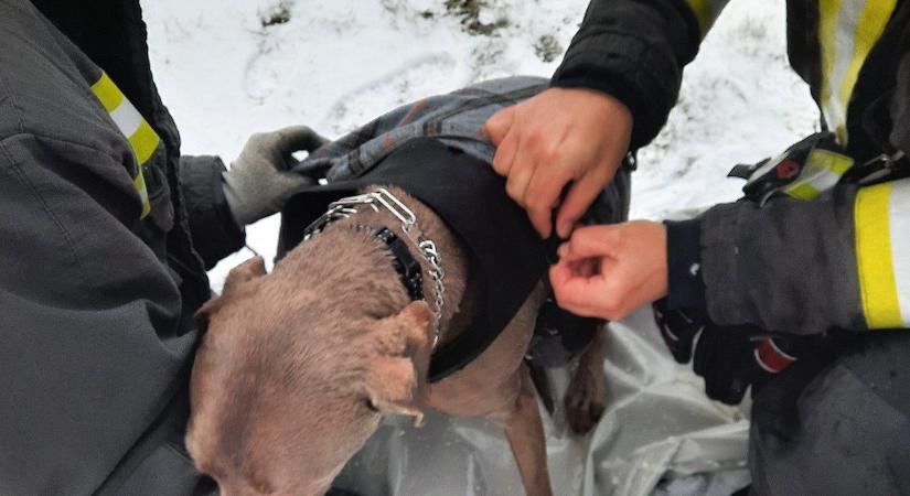 A győri tűzoltók mentették meg a vízbe szakadt kutyát