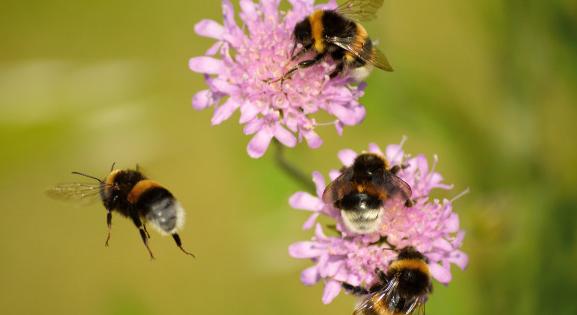 Így működnek a bombakereső méhek – 5 könyv az izgalmas felfedezés mellé