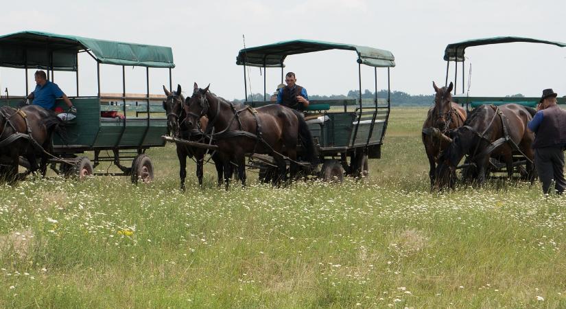 A Hortobágyi Nemzeti Parkban folytatódik az MNB élőhely-beruházása