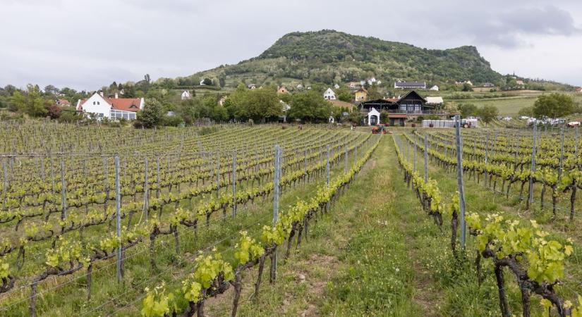 Ezerrel konganak a vészharangok, veszélyes kórokozó terjedésére figyelmeztetnek