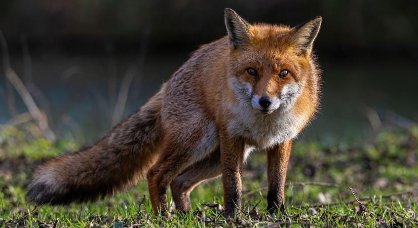 Rókák randalíroznak Marcaliban, kilövik az eltévedt ragadozókat