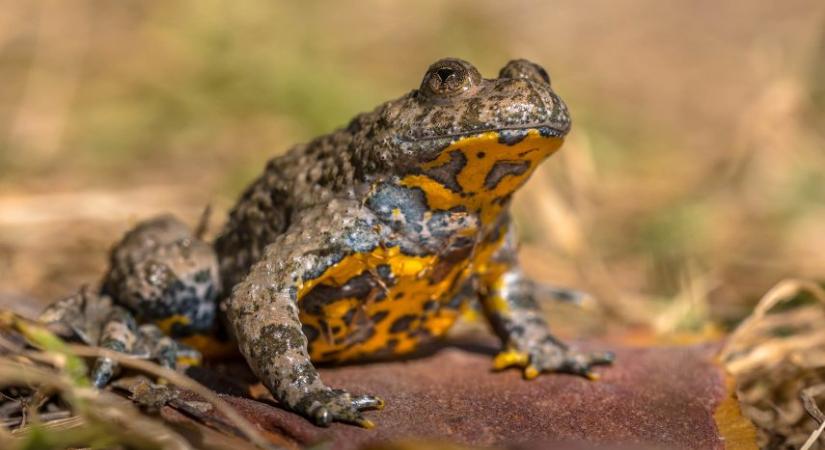 A sárgahasú unkát választották az év kétéltűjének