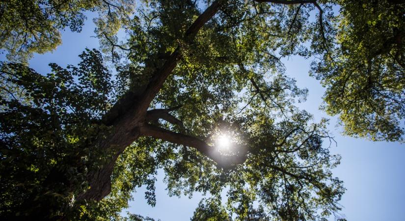 Beton helyett parkfejlesztést sürget Pintér Bence győri polgármester a Marcalvásorba