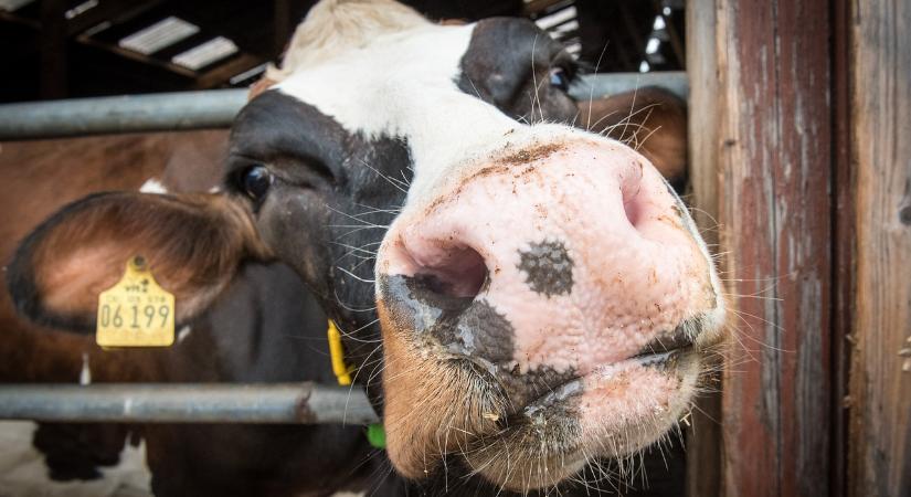 Figyelemfelhívás – csekély összegű anyatehéntartás kiegészítő támogatás igénylésének lehetőségére