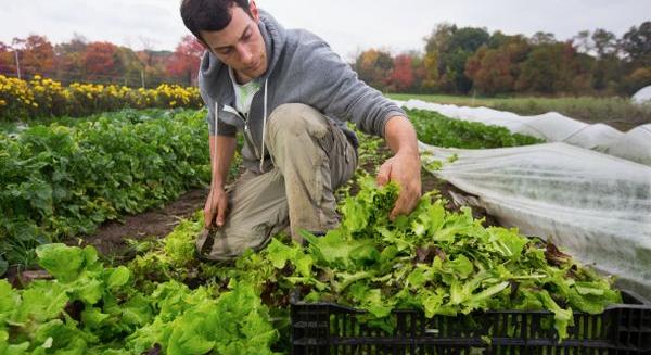 Hatályba lépett az agrárgazdaságok generációs átadását könnyítő jogszabály