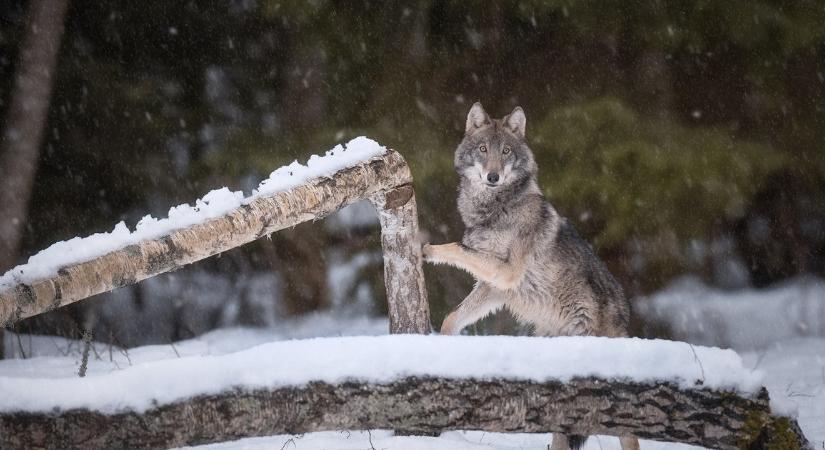 Hemzsegnek a farkasok a népszerű kirándulóhelyen: lenyűgöző videót tettek közzé a nagyvadakról