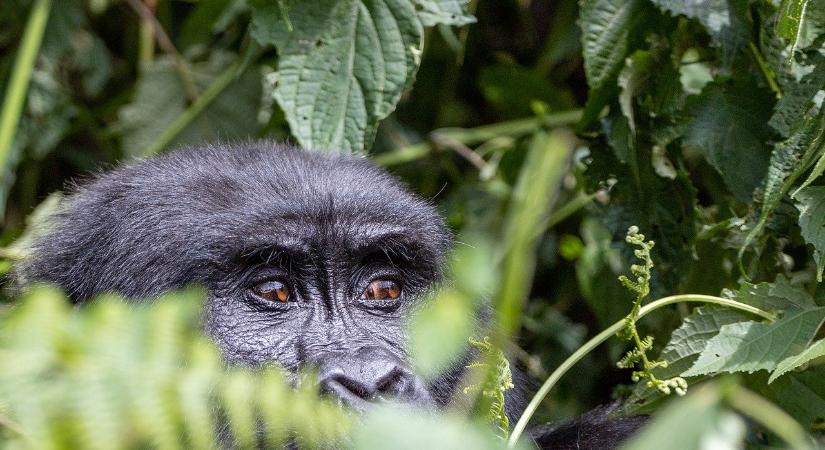 93 éve született Dian Fossey zoológus