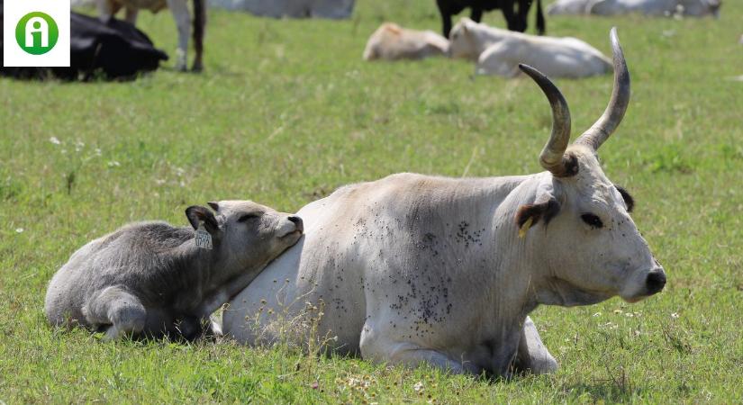 Fontos határidő az állattartóknak, ha pályáznának