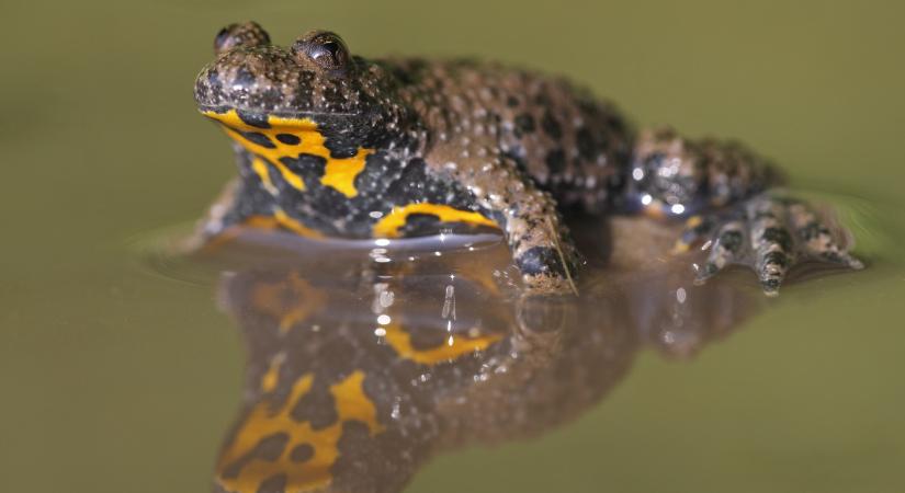 A győztes: felül tüskés, alul sárga, és veszélyben a fennmaradása