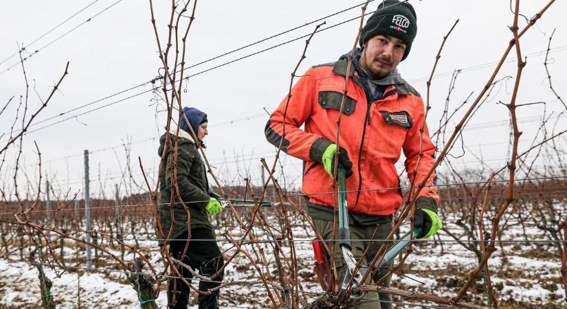 Elképesztő: ennyi a bér a mezőgazdaságban