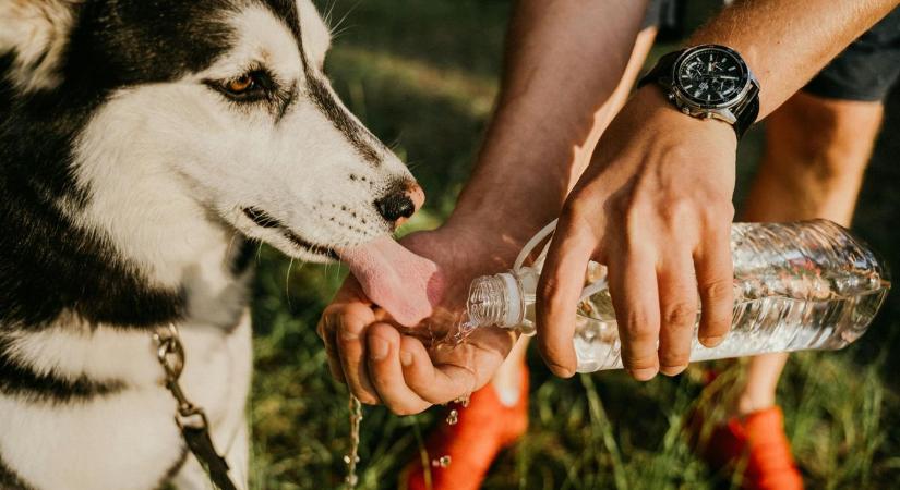 Az állatorvosok sürgős figyelmeztetést adtak ki a házi kedvencek nyalogatásával kapcsolatban, miután egy nőnek amputálni kellett a végtagjait