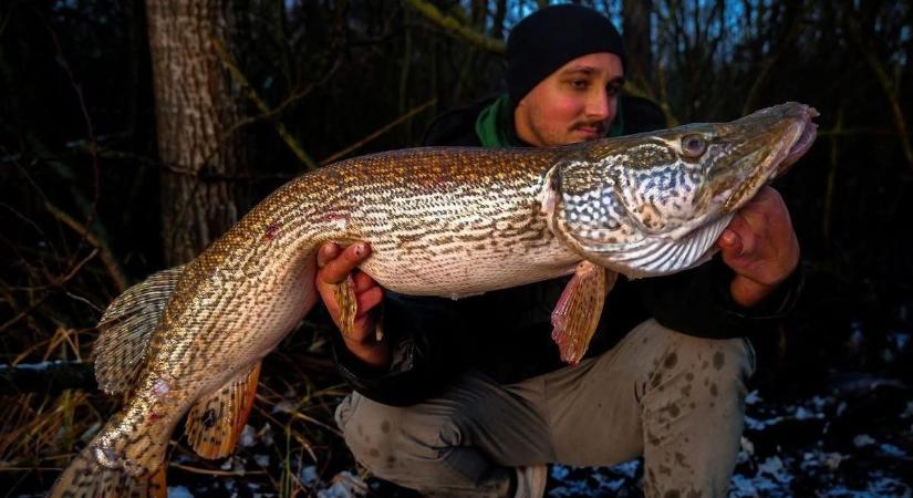 Gigantikus csuka akadt horogra Hajdú-Biharban