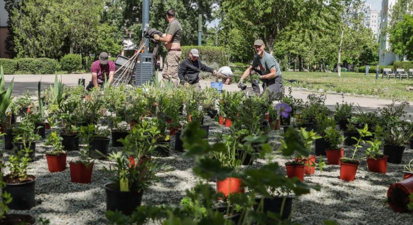 A börtönben lévő Kiss László egyik alpolgármestere szerződött parkfenntartásra egy céggel, amelynek volt vezetője is letartóztatásban van