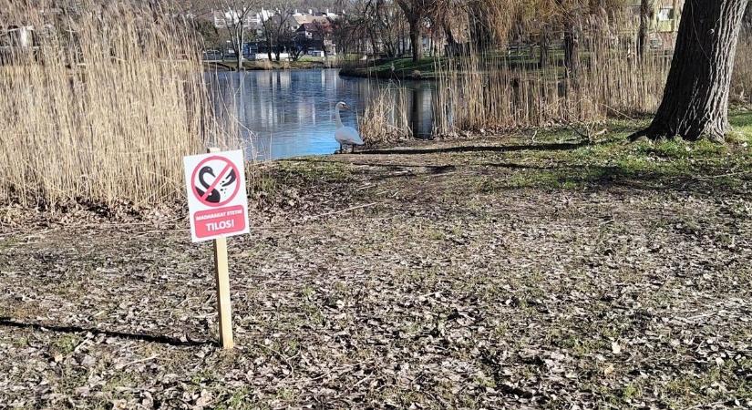 Tábla tiltja a madarak etetést a soproni Jereván-lakótelepen