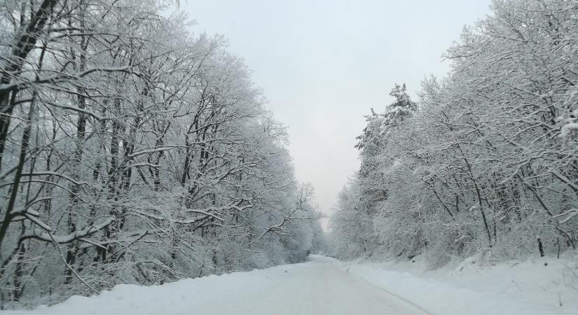 Balesetveszélyes erdei utakra figyelmeztet a Mecsekerdő