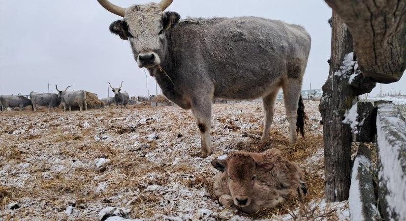 Örömhír az állatvilágból! Világra jött az idei első magyar szürkemarha-borjú