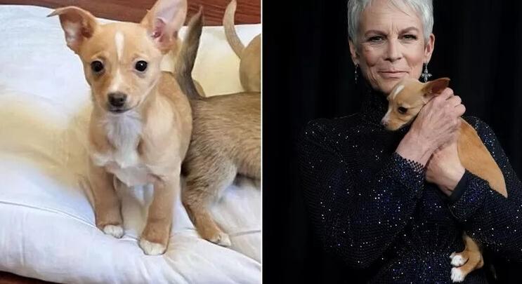 Így fogadta örökbe John Travolta Jamie Lee Curtis által kiskutyáját