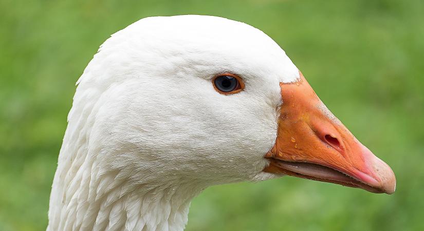 Korlátozások, kártalanítás és a baromfiágazat jövője