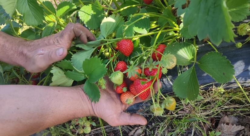 Évértékelő a Pro Agricultura Carpatika falugazdászaival - Mit hozhat az idei, 2025-ös esztendő?