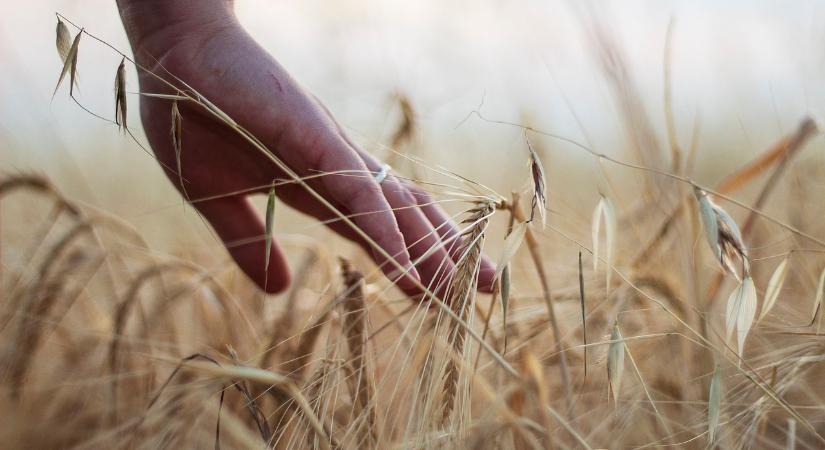 2023-ban a mezőgazdaság adózás előtti eredménye majdnem a felére csökkent