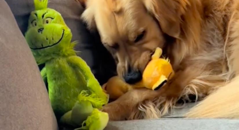 Folyamatosan lopja a golden retriever a plüssöket a kisgyerektől: aztán fény derül a meglepő titkára - Videó