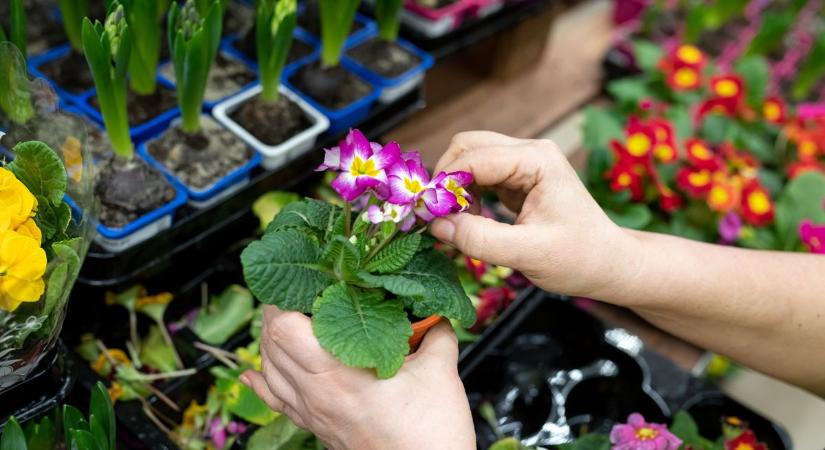 Már január közepén virágba borult a kecskeméti piac