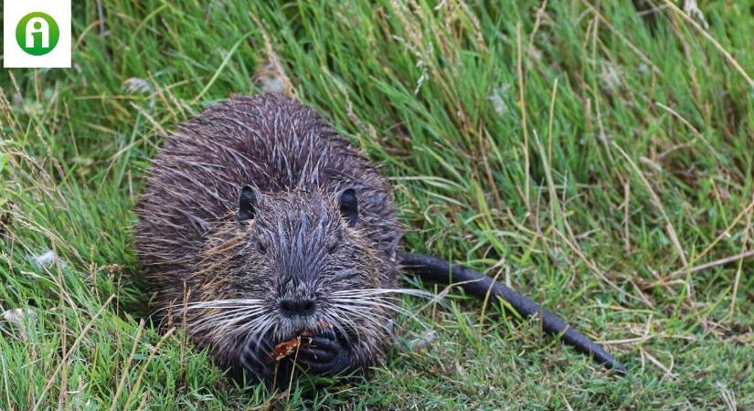 A nutria agresszív terjedése egyre nagyobb méreteket ölt