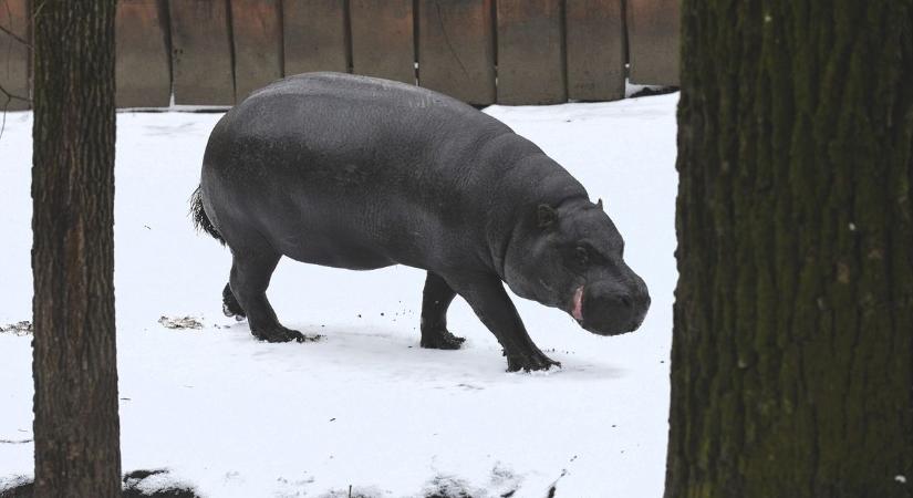 Láttad már az állatparkot télen? (fotók és videók)