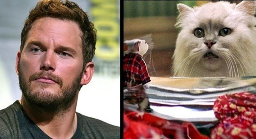 Tudta? Chris Pratt igazi állatimádó és büszke tulajdonosa egy sztármacskának