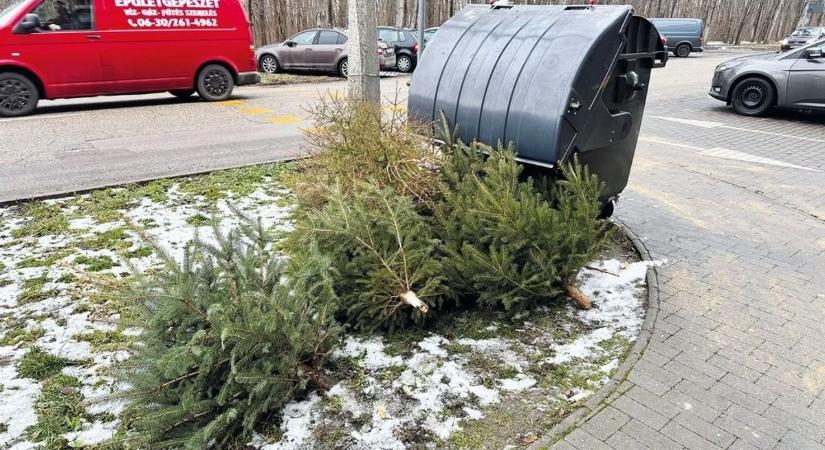 Már csak a hónap végén szállítják el a fenyőket