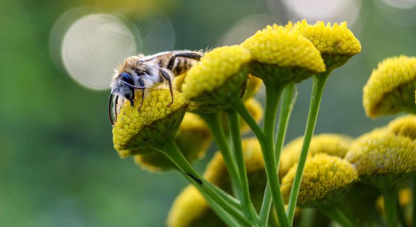 Baj van, egyes termelőknél már tonnaszám áll az eladatlan méz