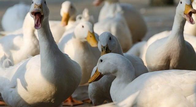 A Nébih feloldotta a madárinfluenza miatt felállított megfigyelési körzetek nagy részét