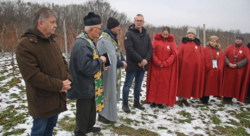 Jó borokat kóstolhattak a Vince-napi pincejárás alkalmával