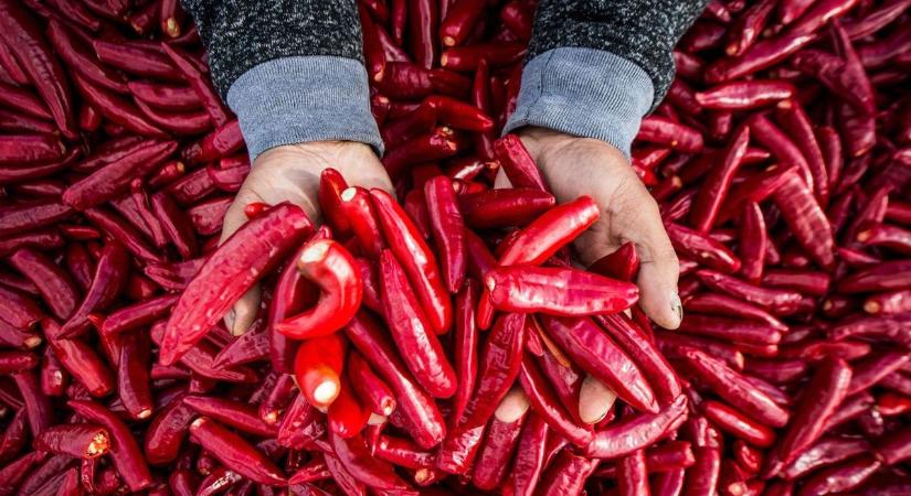 Borús kilátások: nem tudni, néhány év múlva lesz-e még magyar paprika