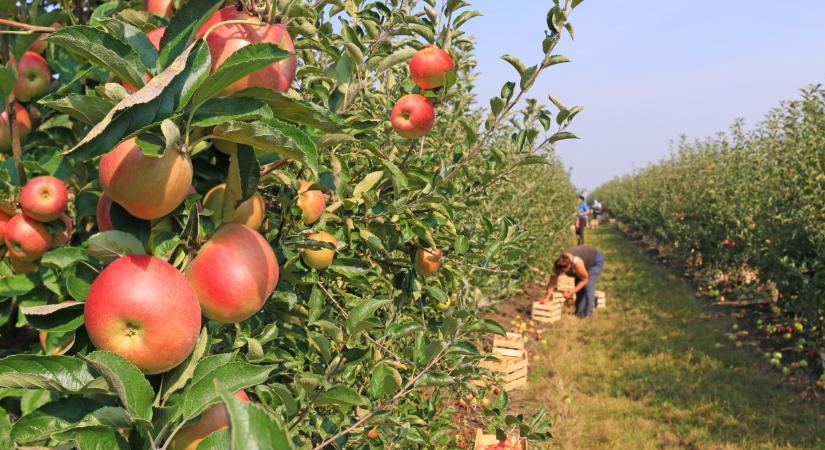 Veszélybe kerültek a magyar termelők: azonnali lépést sürget a FruitVeB