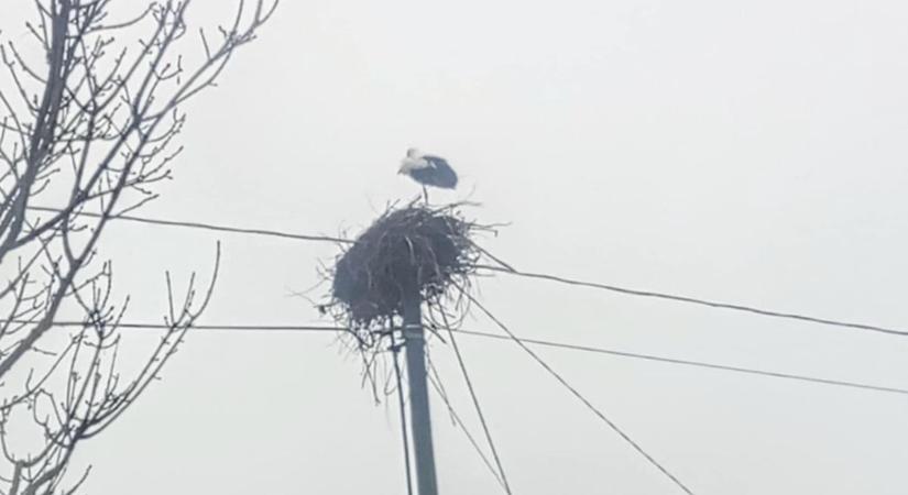 Kopogtat a tavasz? Megérkezett ugyanis az első gólya!