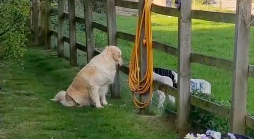 Úgy tűnik, jól kijön a bárányokkal a golden retriever: aztán patakokban folynak a könnyek - Videó