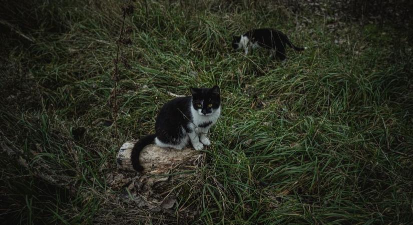 Állatkínzási botrány Gencsapátiban: valaki fagyállóval mérgezi a macskákat?