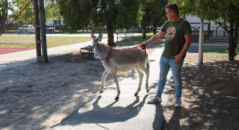 Lángok csaptak fel a tanyán, Patrik, a szamarasfiú megsérült