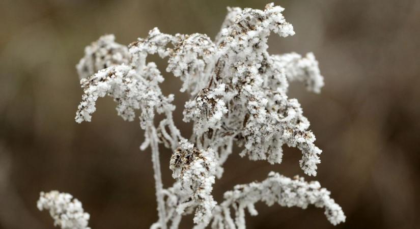 Dér vagy zúzmara díszíti a fákat? (galéria)